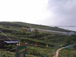 理塘情侣吃瓜事件,一场网络热议背后的真相揭秘