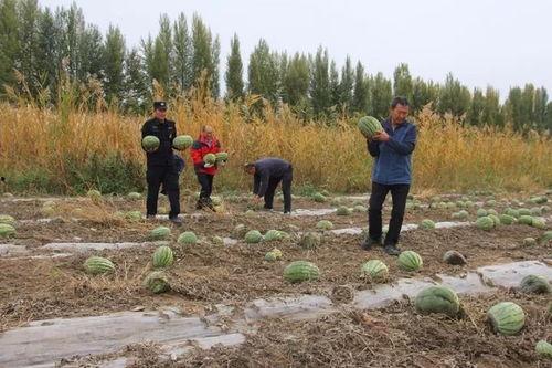 柏杨坝镇吃瓜调