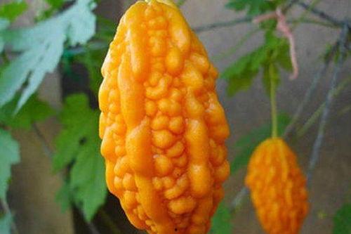 金铃子和赖瓜一起吃吗,金铃子与赖瓜的搭配食用探讨