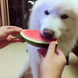 吃瓜巨宠,揭秘娱乐圈背后的甜蜜与辛酸