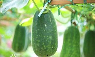 有瓜吃和没瓜,有瓜吃与没瓜生的命运抉择