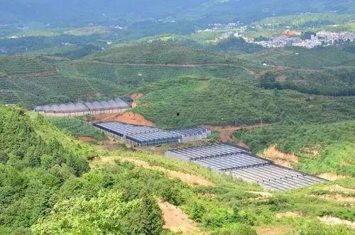 歙县偶然服装吃瓜,吃瓜群众眼中的时尚潮流