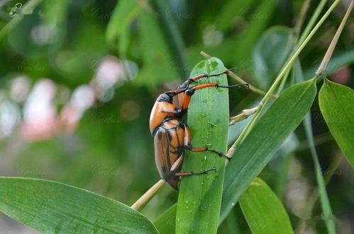 独角仙吃不吃瓜,揭秘昆虫界的“吃瓜”之谜