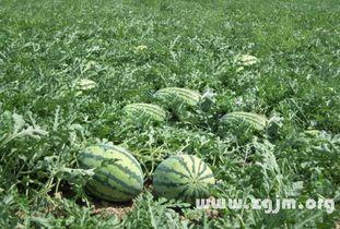 梦见吃地里牛仔瓜,揭秘吃地里牛仔瓜的神秘寓意