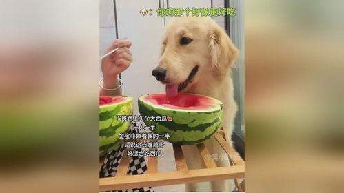 狗狗吃冷的瓜,冷瓜美食大揭秘